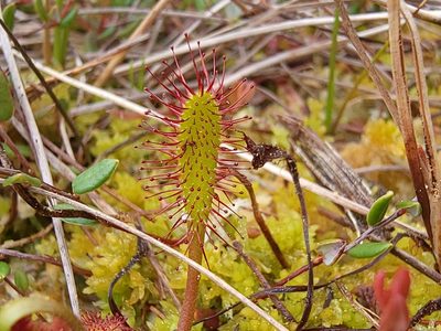 Drosera anglica, photographed by Elias