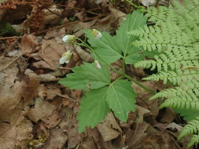 Cardamine diphylla, photographed by Lynn Harper
