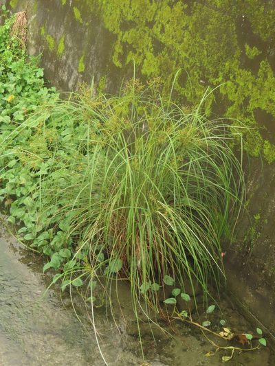Cyperus nutans, photographed by chiuluan