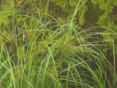 Cyperus nutans, photographed by chiuluan