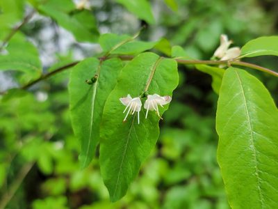 Lonicera nigra, photographed by Elias