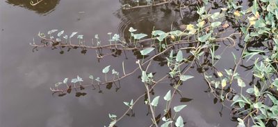 Ipomoea aquatica