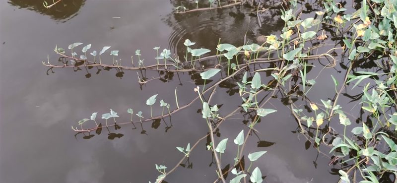 Ipomoea aquatica, photographed by Sarka Masova