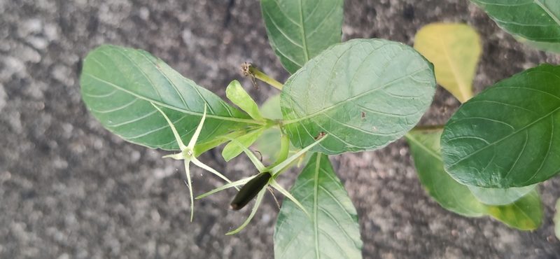 Ruellia tuberosa, photographed by Sarka Masova