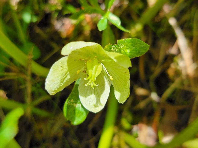 Helleborus niger, photographed by Elias