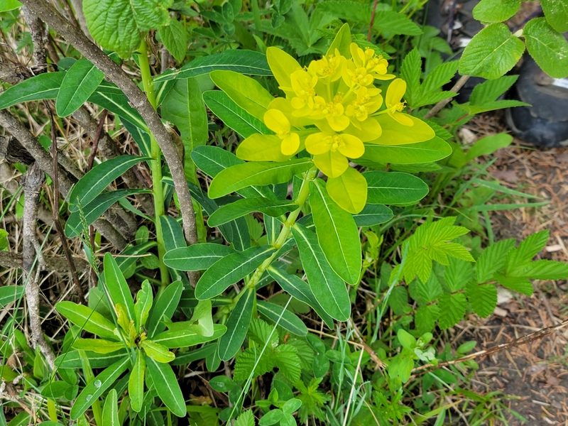 Euphorbia austriaca, photographed by Elias