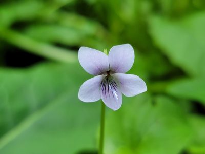 Viola palustris, photographed by Elias