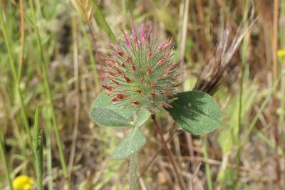 Trifolium hirtum, photographed by Rafael Medina