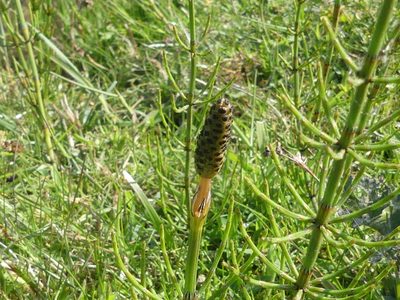 Equisetum palustre, photographed by Elvira de Lange