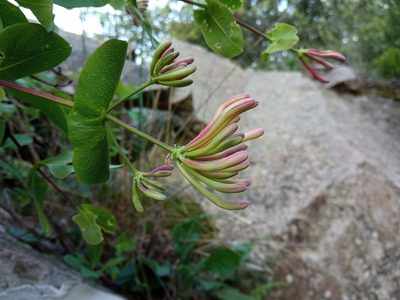 Lonicera etrusca, photographed by Josep Gesti