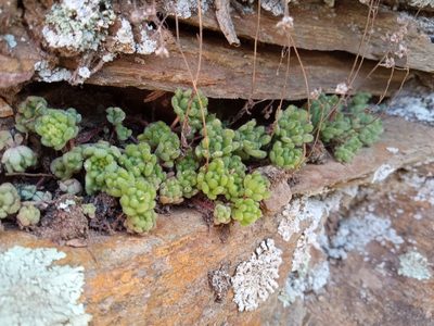 Sedum hirsutum, photographed by Josep Gesti