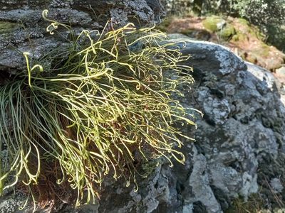 Asplenium septentrionale, photographed by Josep Gesti