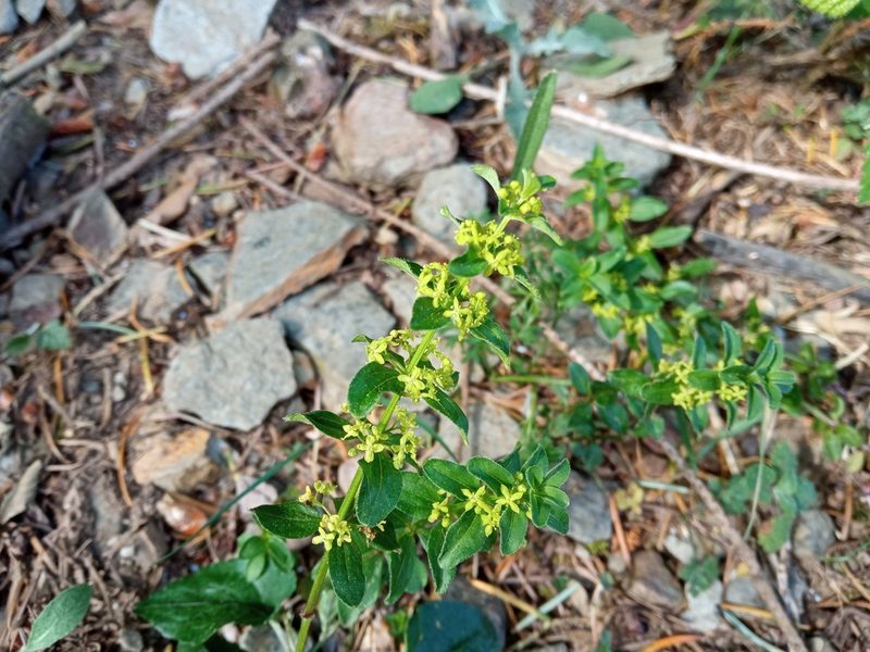 Cruciata glabra, photographed by Josep Gesti