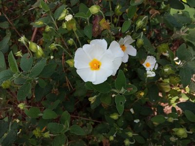Cistus salviifolius, photographed by Josep Gesti
