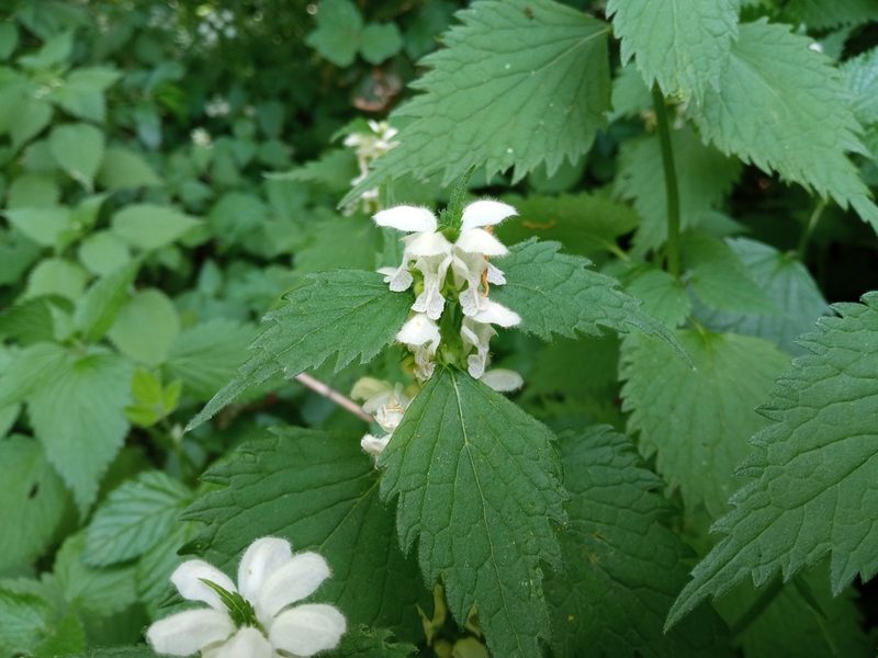 Lamium flexuosum, photographed by Josep Gesti