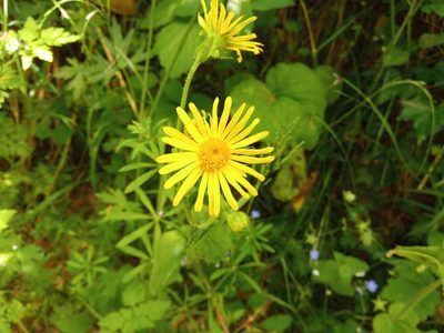 Doronicum pardalianches, photographed by Josep Gesti
