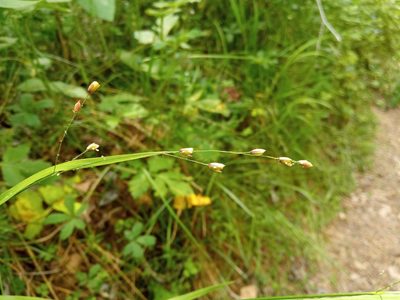 Melica uniflora, photographed by Josep Gesti