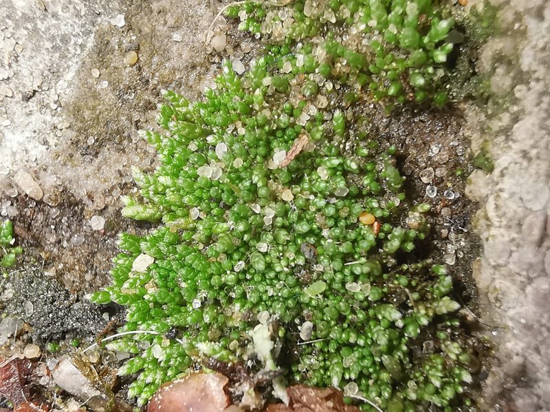 Bryum argenteum, photographed by Alexis Tinker-Tsavalas