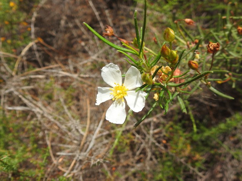 Cistus libanotis, photographed by Duarte Frade