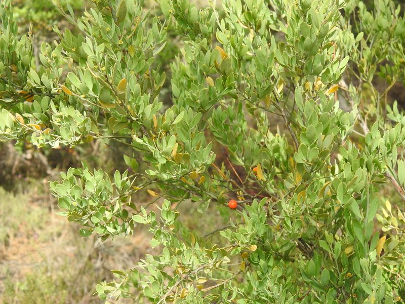 Osyris lanceolata, photographed by Duarte Frade