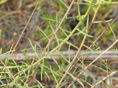 Iberis ciliata, photographed by Duarte Frade