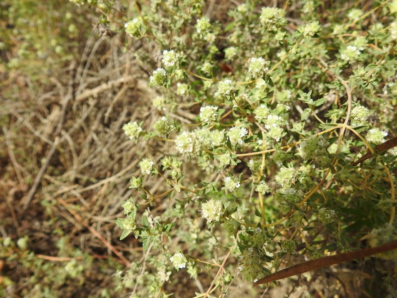 Thymus albicans, photographed by Duarte Frade