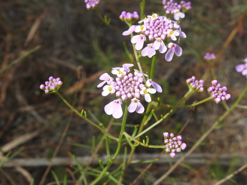Iberis ciliata, photographed by Duarte Frade