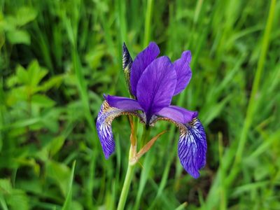 Iris sibirica, photographed by Elias