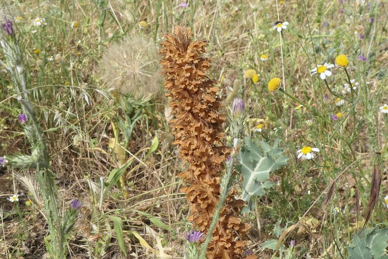 Orobanche amethystea, photographed by Rafael Medina