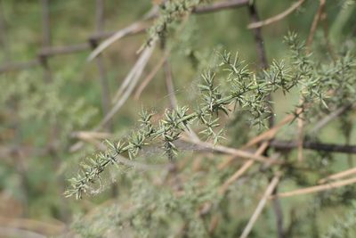 Asparagus acutifolius, photographed by Rafael Medina