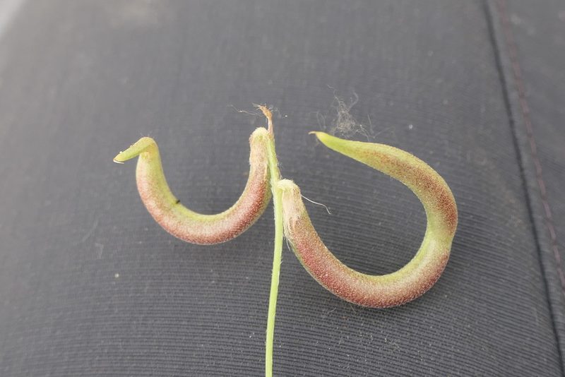 Astragalus hamosus, photographed by Rafael Medina