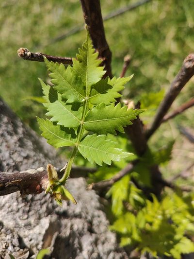 Bursera penicillata, photographed by Abraham Sánchez Romero