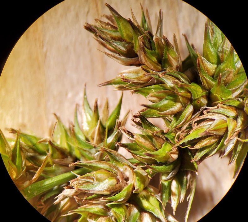 Carex oklahomensis, photographed by hr_dragonfly