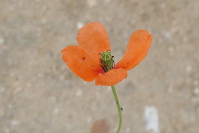 Papaver dubium, photographed by Rafael Medina