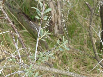 Hippophae rhamnoides, photographed by Elvira de Lange