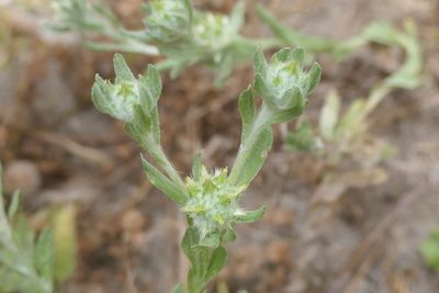 Filago pyramidata, photographed by Rafael Medina