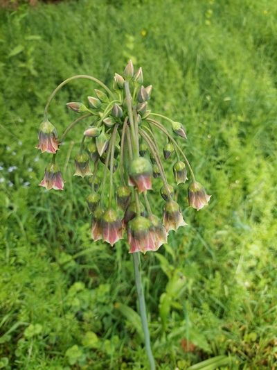 Allium siculum, photographed by David Sankey