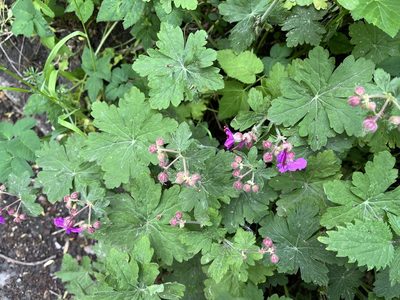 Geranium macrorrhizum, photographed by Pavel Kacl