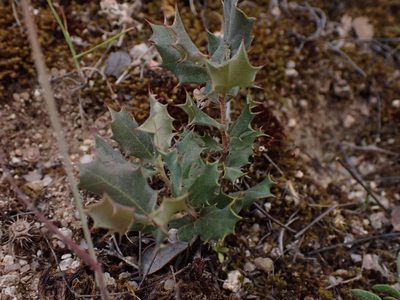 Quercus rotundifolia, photographed by scolym