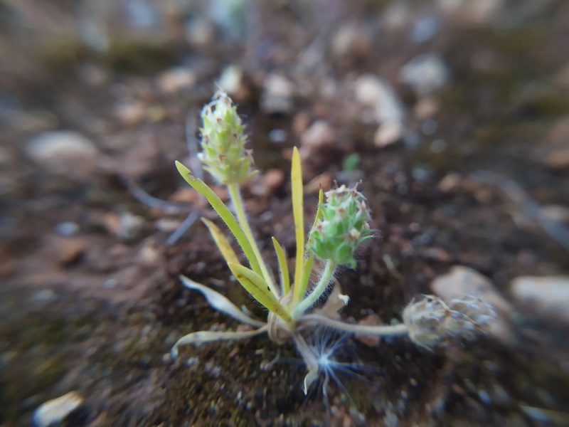 Plantago bellardii, photographed by carnifex