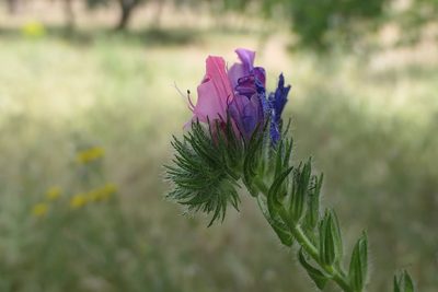 Echium plantagineum, photographed by Rafael Medina