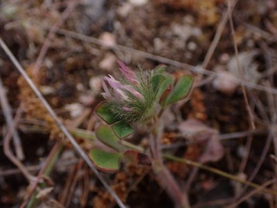 Trifolium hirtum, photographed by scolym