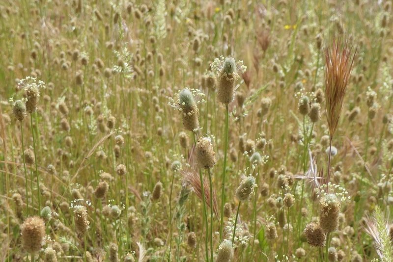 Plantago lagopus, photographed by Rafael Medina