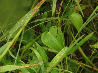 Pontederia vaginalis, photographed by chiuluan