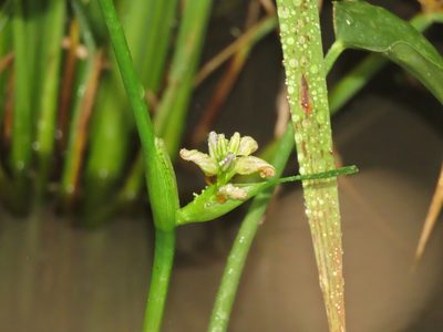Pontederia vaginalis, photographed by chiuluan