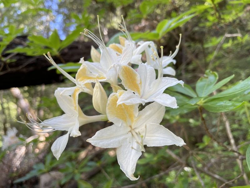 Rhododendron occidentale, photographed by Mike Heine