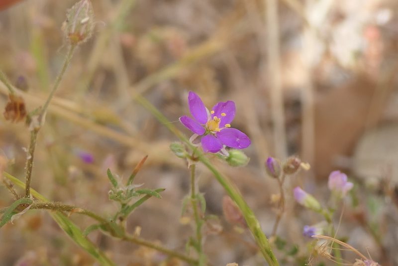 Spergularia purpurea, photographed by Rafael Medina