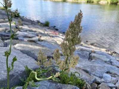 Rumex thyrsiflorus, photographed by Pavel Kacl