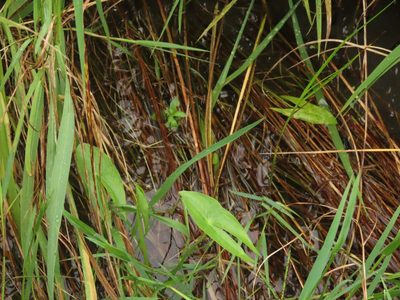 Sagittaria trifolia, photographed by chiuluan