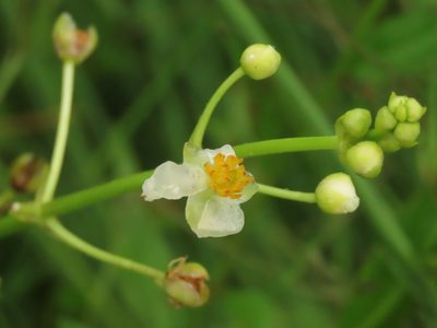Sagittaria trifolia, photographed by chiuluan